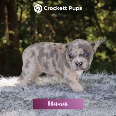 Female Frenchton Pup - Elana