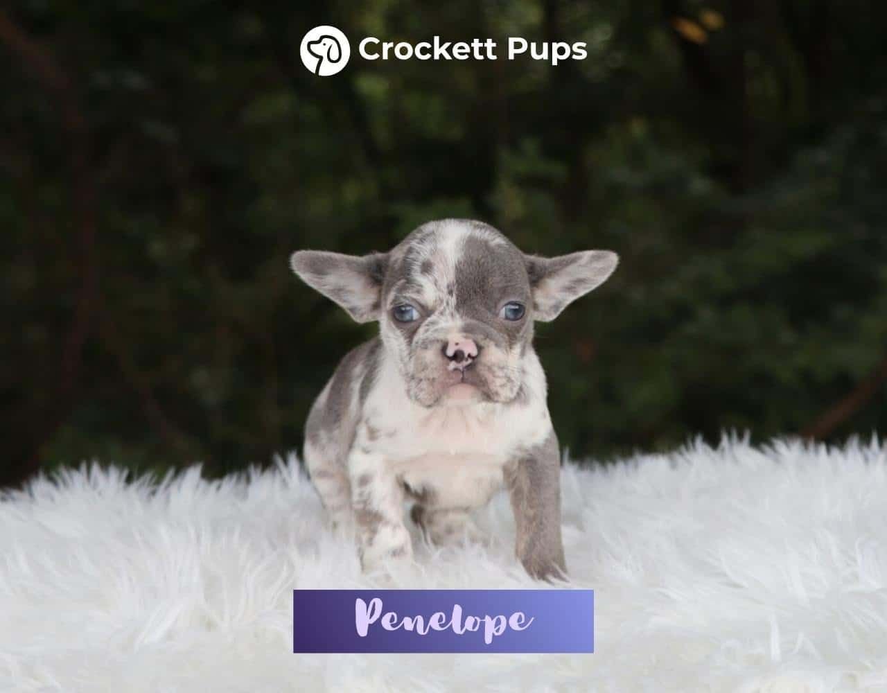 Female Frenchton Pup - Penelope