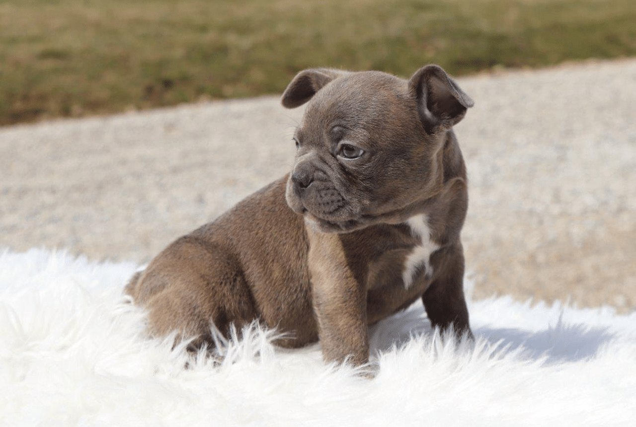 Male Frenchton Pup - Archie