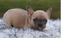 Male Frenchton Pup - Hugo