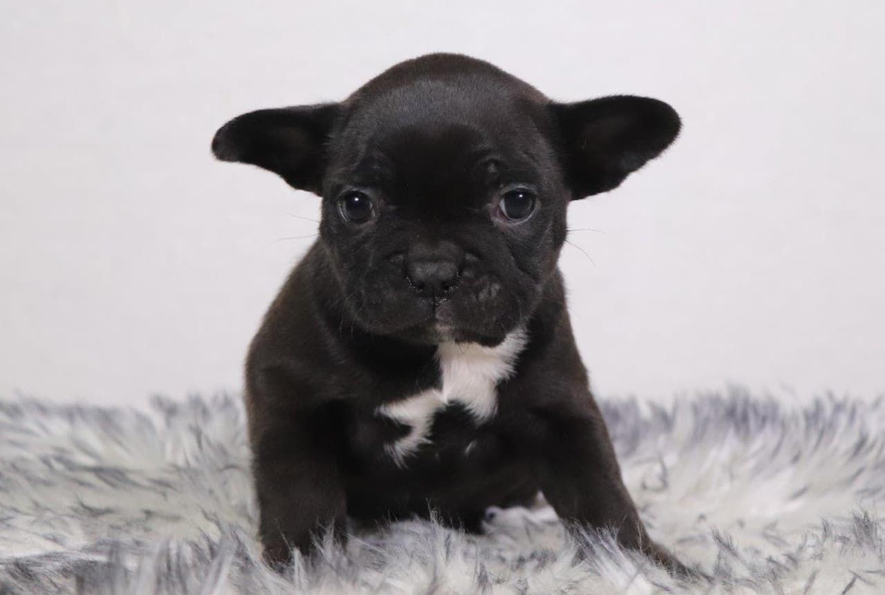 Male Frenchton Pup - Bob