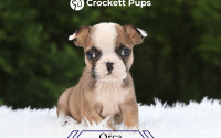 Female Frenchton Pup - Orca