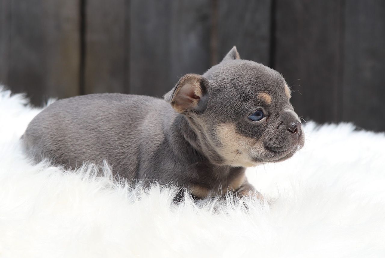 Male Frenchton Pup - Philip