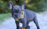 Male Frenchton Pup - Eli