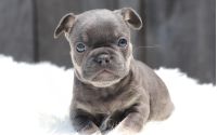 Male Frenchton Pup - Francis