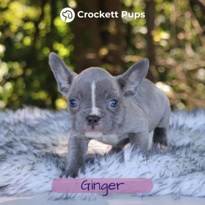 Female Frenchton Pup - Ginger