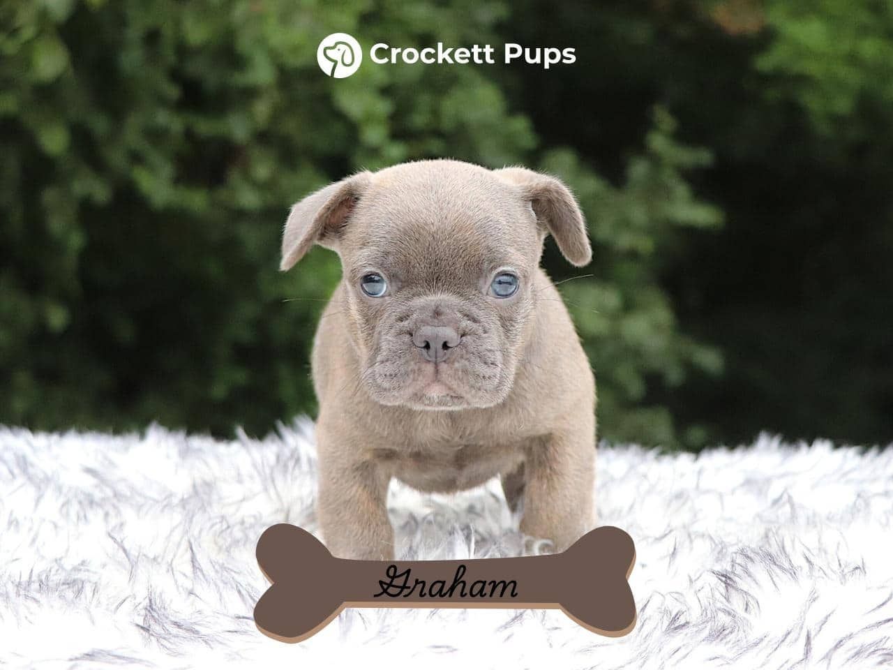 Male Frenchton Pup - Graham