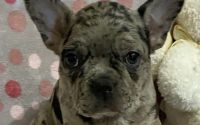 Female Frenchton Pup - Serenity