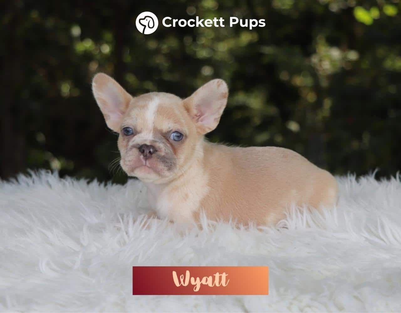 Male Frenchton Pup - Wyatt