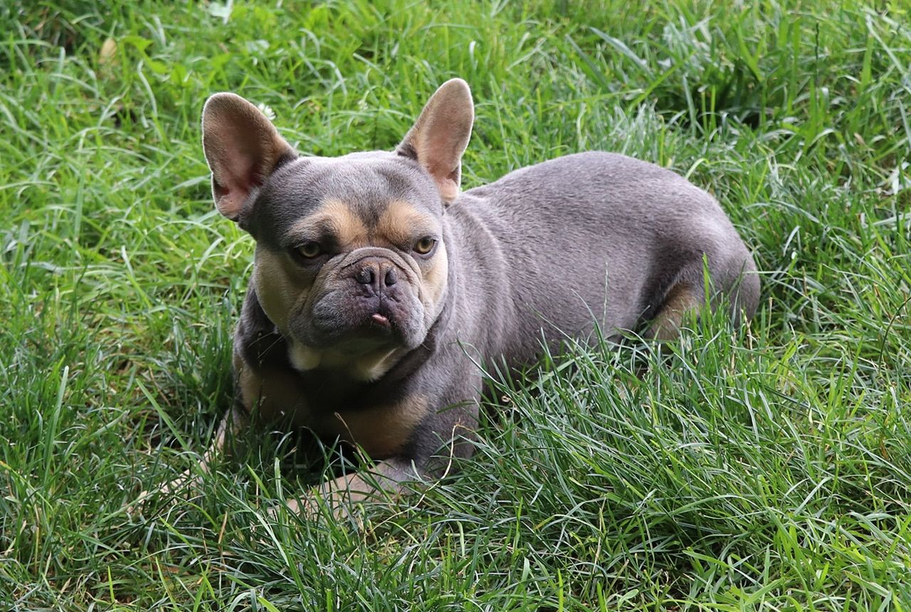 Loki, 24 lb French Bulldog