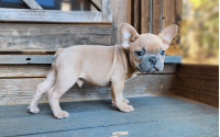 Frenchton pup Rudolph