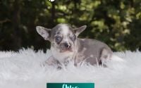 Female Frenchton Pup - Chloe