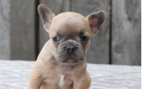 Female Frenchton Pup - Gladys