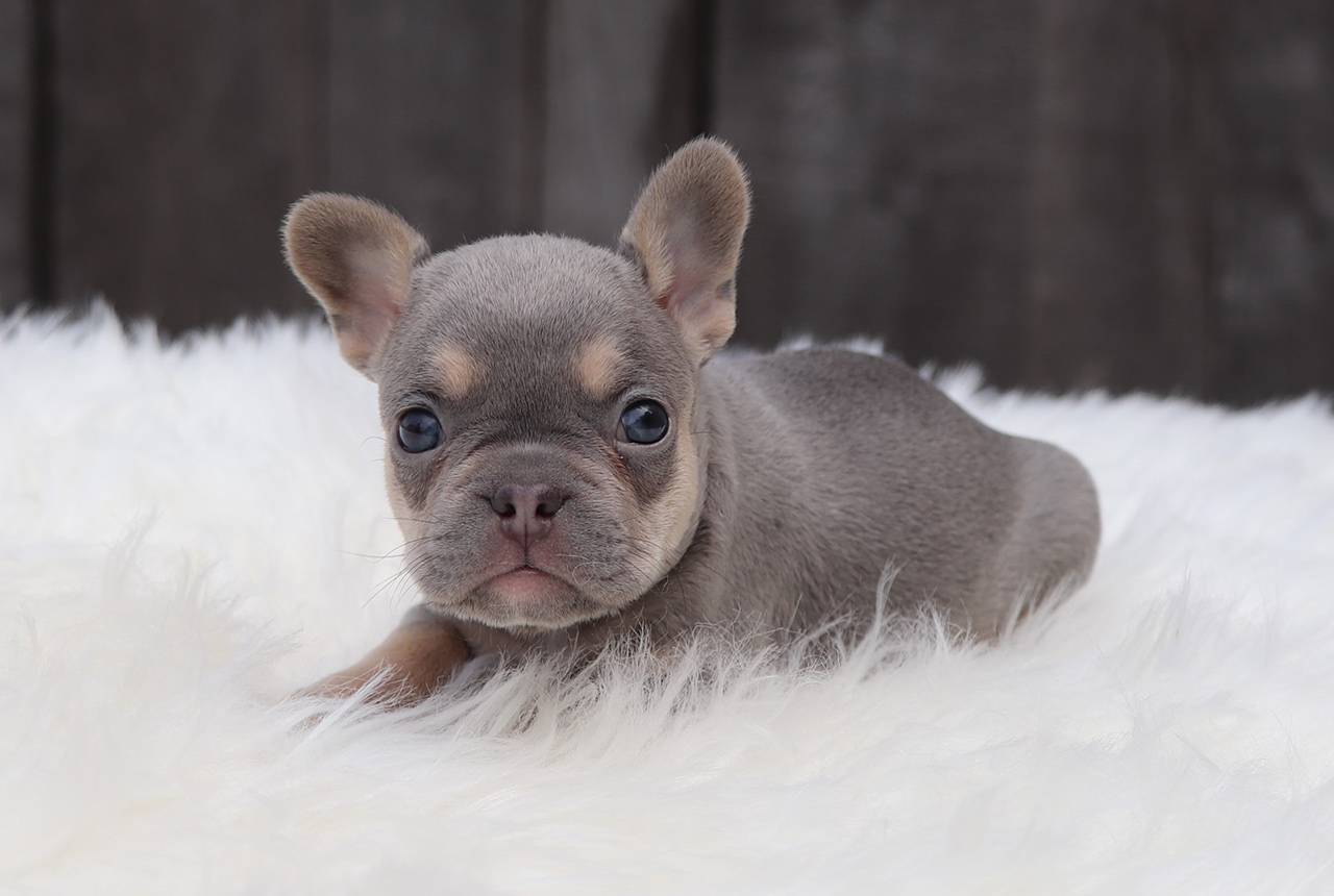 Fantastic F1b Frenchton Pups for Sale