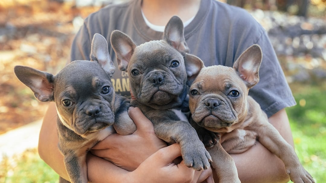 Popular Frenchton Colors