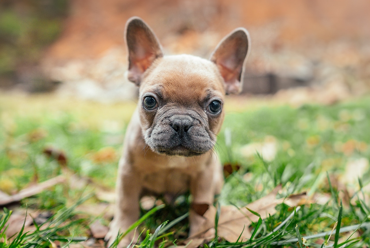 Curious Frenchton Pup in the Fall