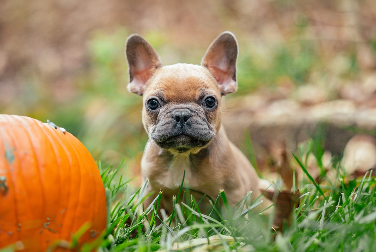 Frenchton Pup next to a pumpkin