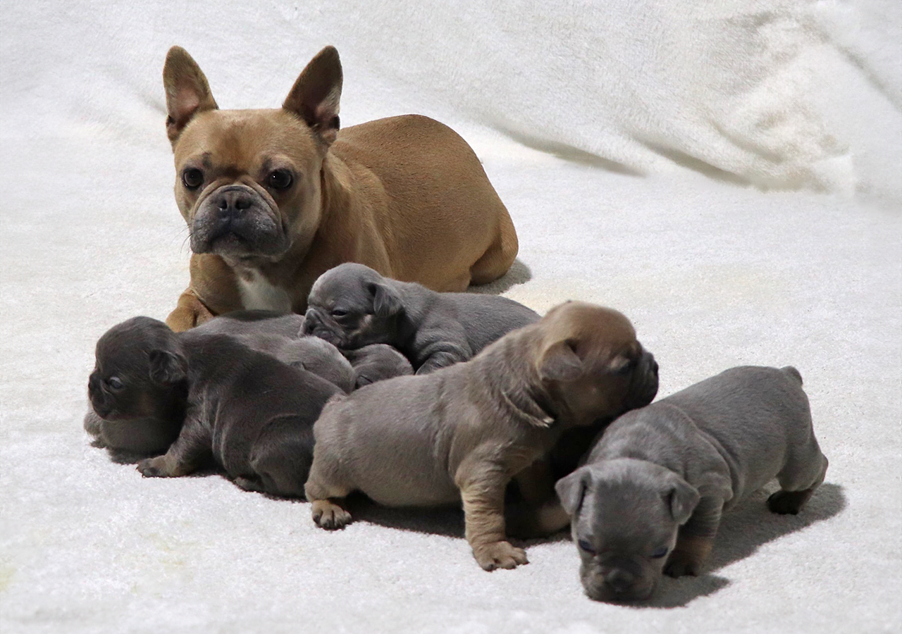 F1b Frenchton Puppies for Adoption - Born January 21, 2024
