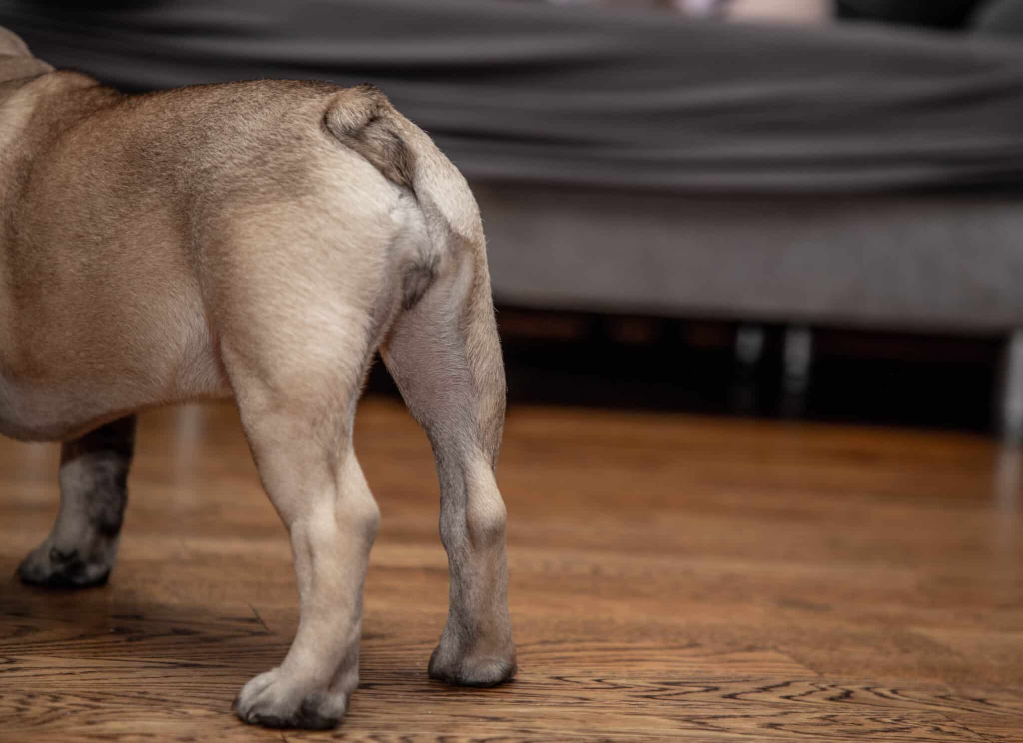 Why Does My Frenchton Have a Curled Tail