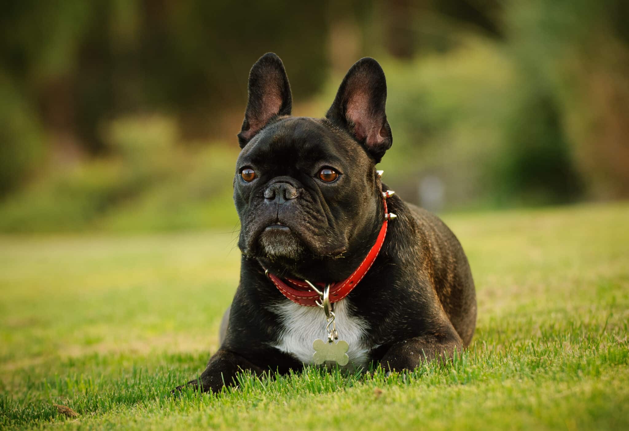 A Full Grown Frenchtons bark