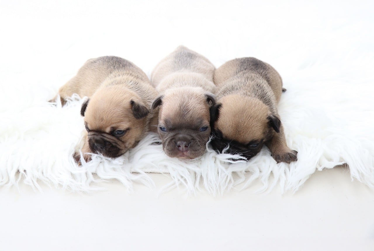 Frenchton Size and Weight Chart by Age
