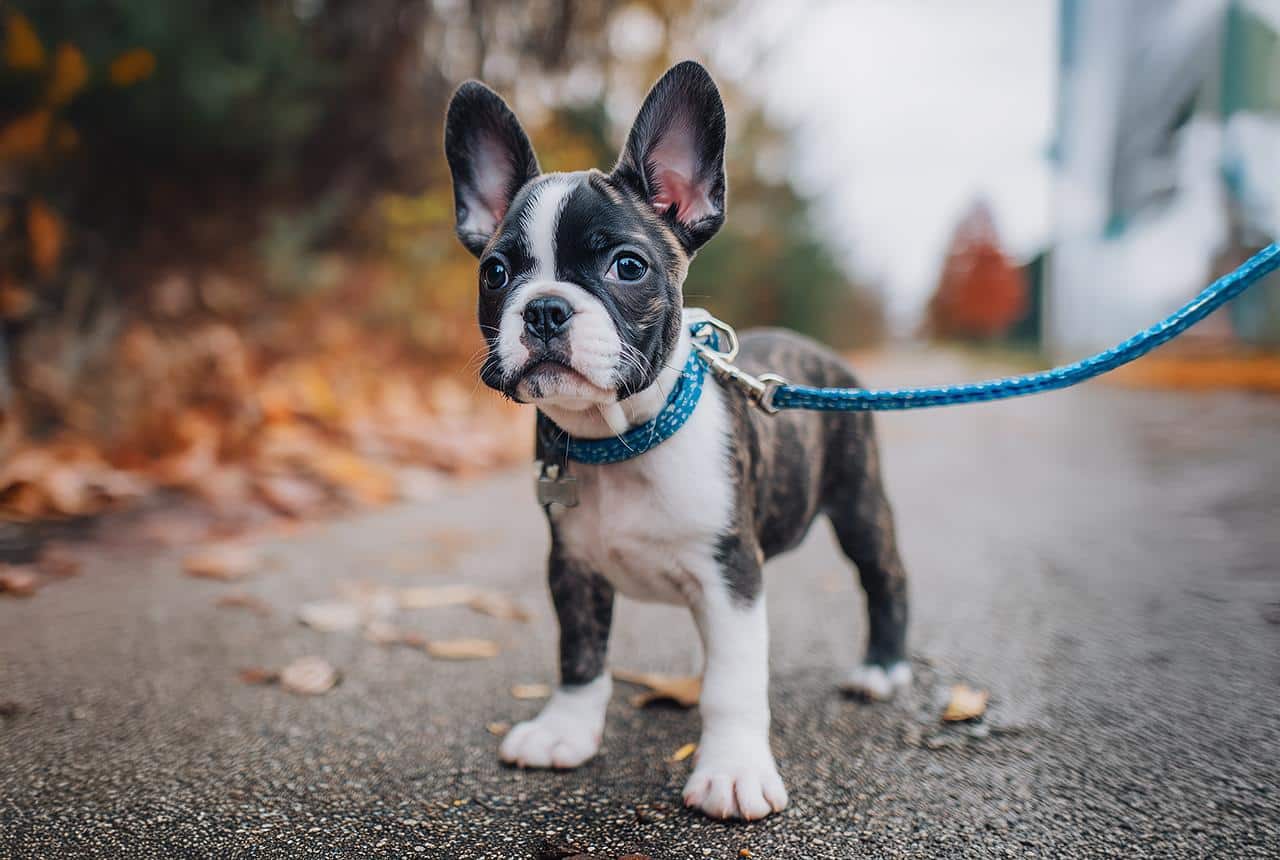 Yes! Frenchtons are intelligent, eager to please, and respond well to positive reinforcement. 