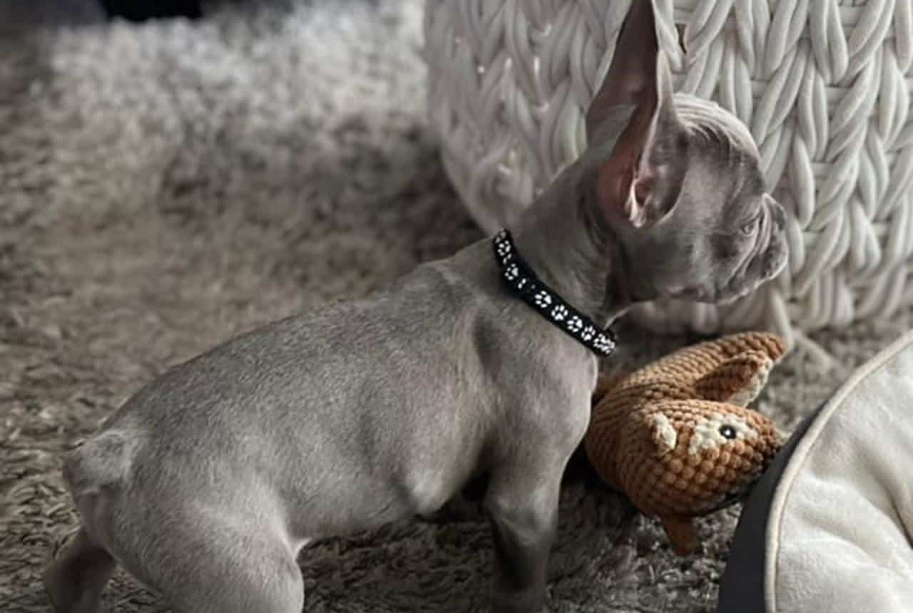 How to Help Your Frenchton Cope
